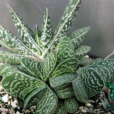 Gasteria - P11