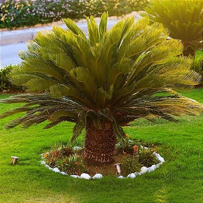 CICA (Cycas revoluta) - Muda com até 80 cm