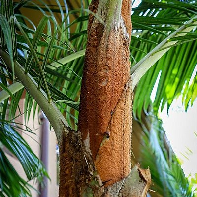PALMEIRA DE PESCOÇO MARROM (Dypsis leptocheilos) - Muda com até 60 cm