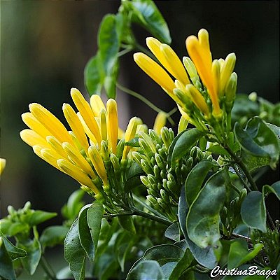 CIPÓ DE SÃO JOÃO AMARELO (Pyrostegia venusta) - Muda com até 1 metro
