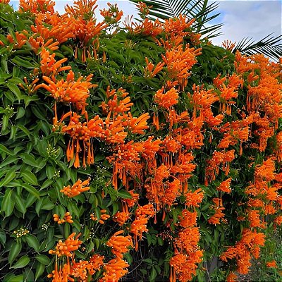 CIPÓ DE SÃO JOÃO LARANJA (Pyrostegia venusta) - Muda com até 80 cm