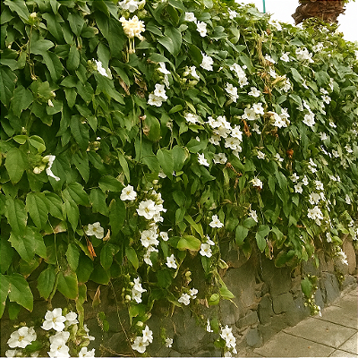TUMBERGIA BRANCA (Thunbergia fragrans) - Muda com até 1 metro