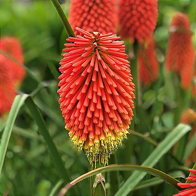 TRITOMA ou LÍRIO TOCHA (Kniphofia uvaria) - BULBO