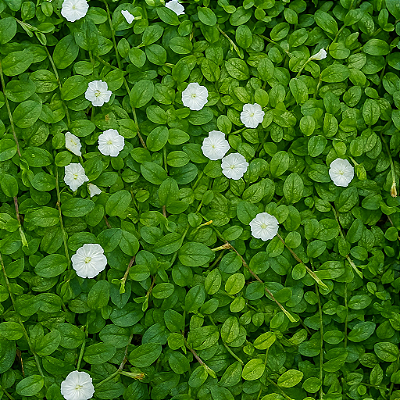 GOTA DE ORVALHO - CAIXA COM 15 MUDAS