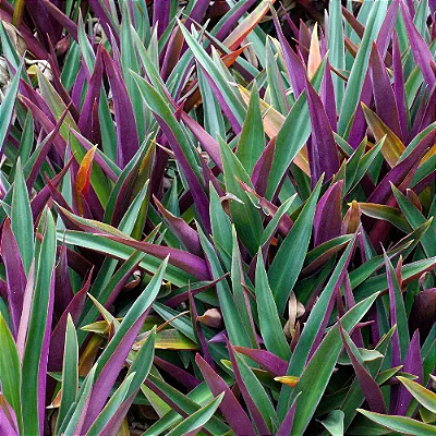 ABACAXI ROXO (Tradescantia spathacea)