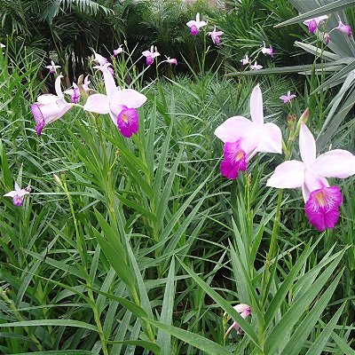 ORQUÍDEA BAMBU (Arundina Bambusifolia) - Muda com até 80 cm