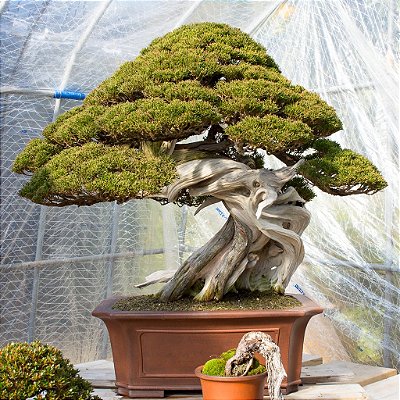BONSAI SHIMPAKU (Juniperus chinensis 'Shimpaku') - Jardineira 1.1L Muda com 2 Anos