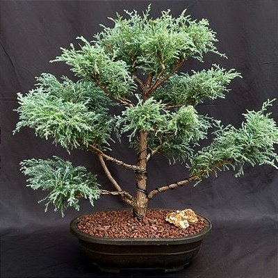BONSAI TUIA AZUL (Chamaecyparis pisifera) - Jardineira 1.1L Muda com 2 Anos