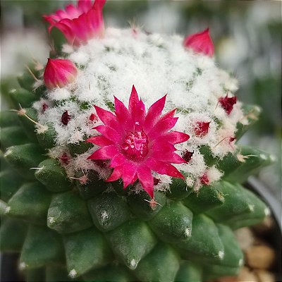CACTO BOLA DE NEVE (Mammillaria polythele) - P09