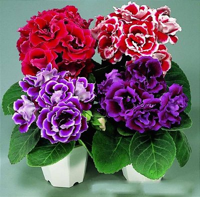 GLOXÍNIA (Sinningia speciosa) - P15