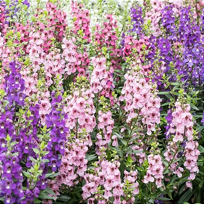 ANGELÔNIA (Angelonia angustifolia) - P15