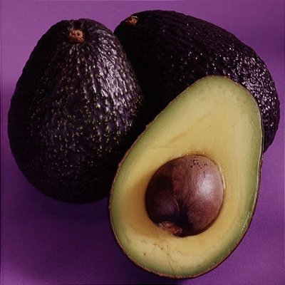 ABACATE AVOCADO ou HASS (Persea americana) - Muda enxertada com até 1 metro
