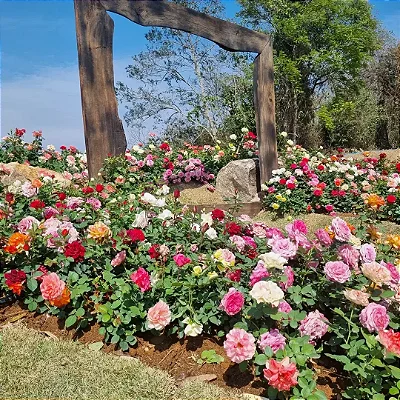 ROSA MIDI COLOMBIANA - P15