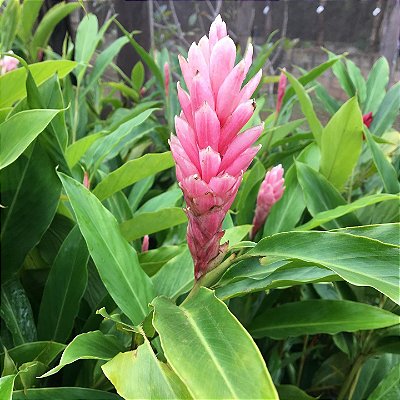Alpinia Purpurata ROSA - Muda com 60 cm