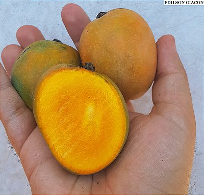 MANGA OURO (Mangifera indica L.) - Muda enxertada com até 1 metro