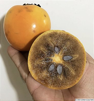 CAQUI CHOCOLATE (Diospyros kaki) - Muda Enxertada com até 1 metro