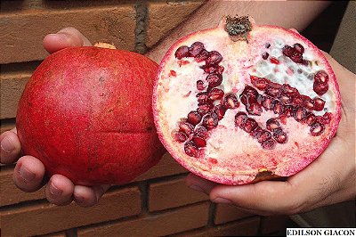 ROMÃ GIGANTE AMERICANA (Punica granatum) - Muda com até 1 metro