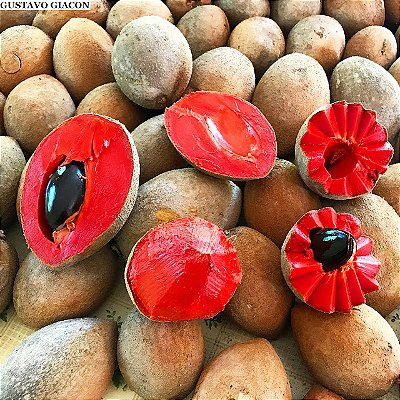 MAMEY (Pouteria sapota) - Muda com até 70 cm