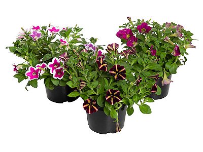 PETÚNIA (Petunia Atkinsiana) - P15