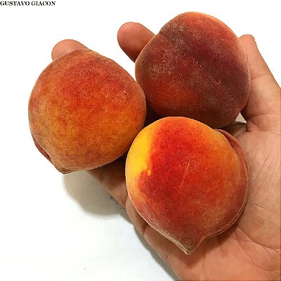 PÊSSEGO RUBIMEL (Prunus persica) - Muda Enxertada com até 1 metro