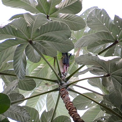 EMBAÚBA PRATEADA (Cecropia hololeuca) - Muda com até 80 cm