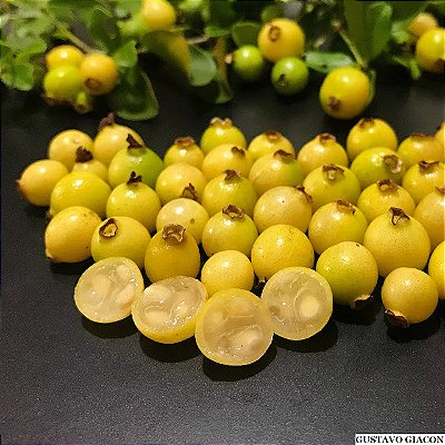 CAMBUI AMARELO (Psidium sartorianum) - Muda com até 70 cm