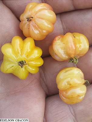 PITANGA NUDE AMARELA (Eugenia uniflora "nude") - Muda com até 80 cm