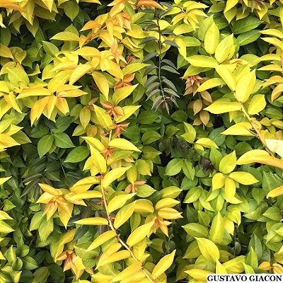 ORA PRO NÓBIS DOURADA (Aculeata var. godseffiana) - Muda com até 60 cm