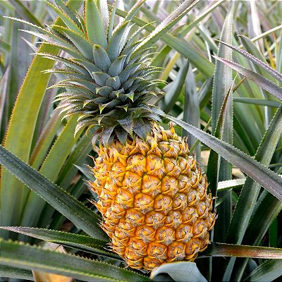 ABACAXI (Ananas comosus) - Muda com 30 a 40 cm
