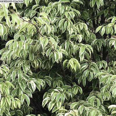 JABUTICABA VARIEGATA (Plinia cauliflora "Variegata") - Muda com 1,20m
