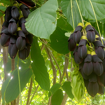 JADE NEGRA (Mucuna nigricans) - Muda com 1 metro