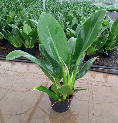 PACOVÁ - Pote 20 com 50 cm (Philodendron martianum)