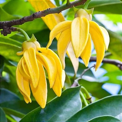 YLANG YLANG (Cananga odorata) - Muda com até 1,20m