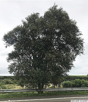 AÇOITA CAVALO MIÚDO (Luehea divaricata) - Muda com até 1 metro