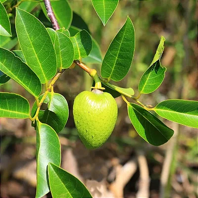 ARATICUM DO BREJO (Annona glabra) - Muda com até 80 cm
