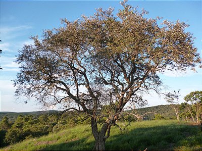 CANDEIA (Gochnatia polymorpha) - Muda com até 70 cm