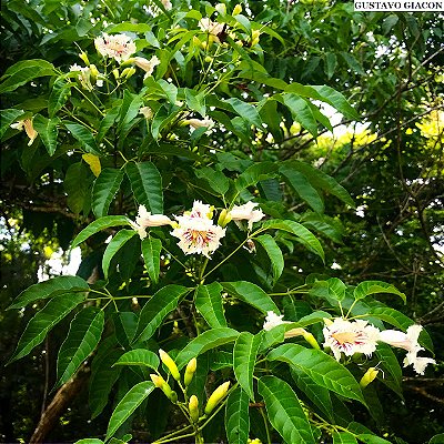 CAROBA BRANCA (Sparattosperma leucanthum) - Muda com até 80 cm