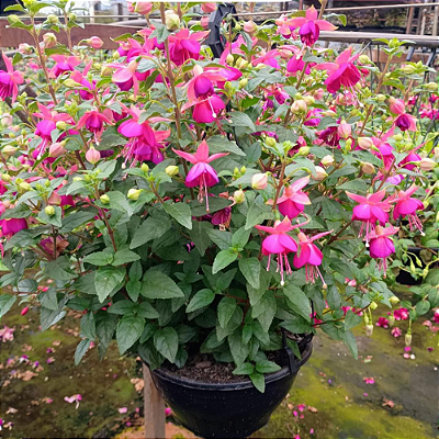 BRINCO DE PRINCESA PENDENTE - C21 (Fuchsia hybrida)