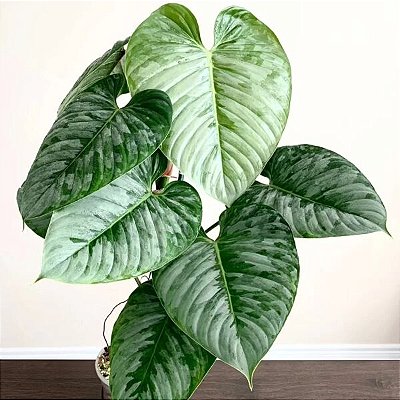 FILODENDRO FOLHA DE PRATA (Philodendron sodiroi) - Cuia 13