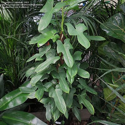 FILODENDRO CARA DE CAVALO (Philodendron panduriforme) - Cuia 21
