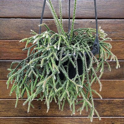 RIPSÁLIS PLUMOSO (Rhipsalis pilocarpa) - Cuia 13