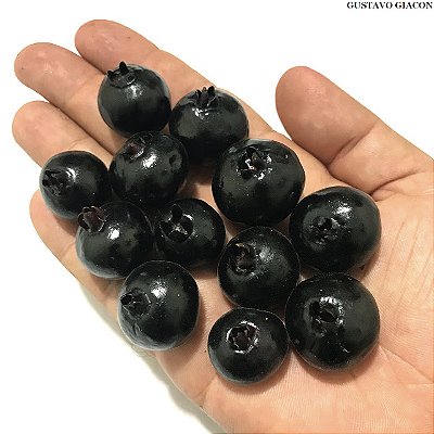 GRUMIXAMA ANÃ (Eugenia itaguahiensis) - Muda com até 20 cm