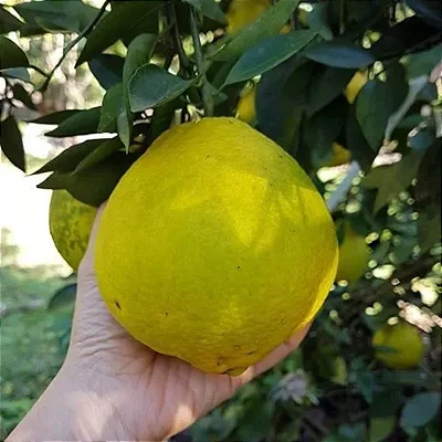 LARANJA CHAMPANHE (Citrus Sinensis) - Muda Enxertada com até 1 metro