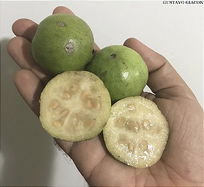 ARAÇÁ GIGANTE ou AÇÚ (Psidium arboreum) - Muda com 50 cm