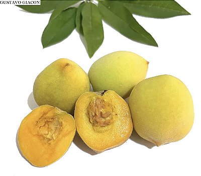 PÊSSEGO RÉGIS (Prunus persica) - Muda Enxertada com até 1 metro