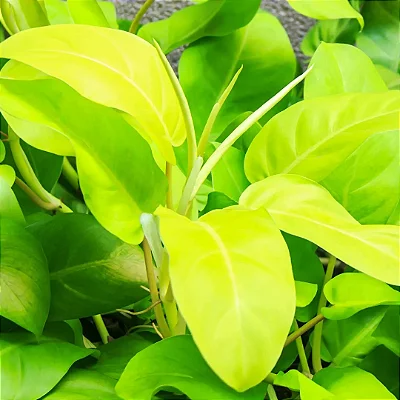 FILODENDRO LIMÃO (Philodendron 'Golden Goddess') - C21