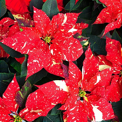 POINSETTIA GLITTER - P15