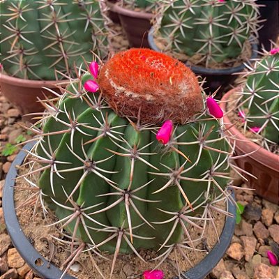 CACTO COROA DE FRADE (Melocactus Zehntneri) - Pote 11