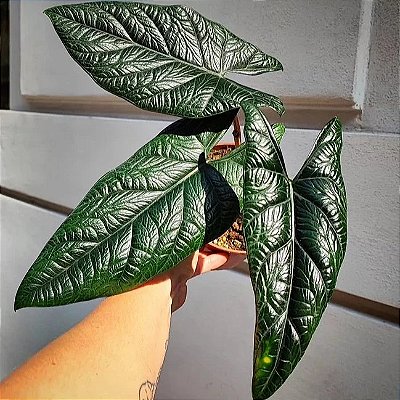 Alocasia scalprum - Pote 12