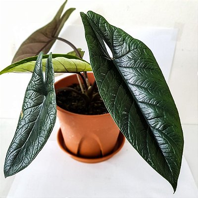 Alocasia scalprum - Pote 12